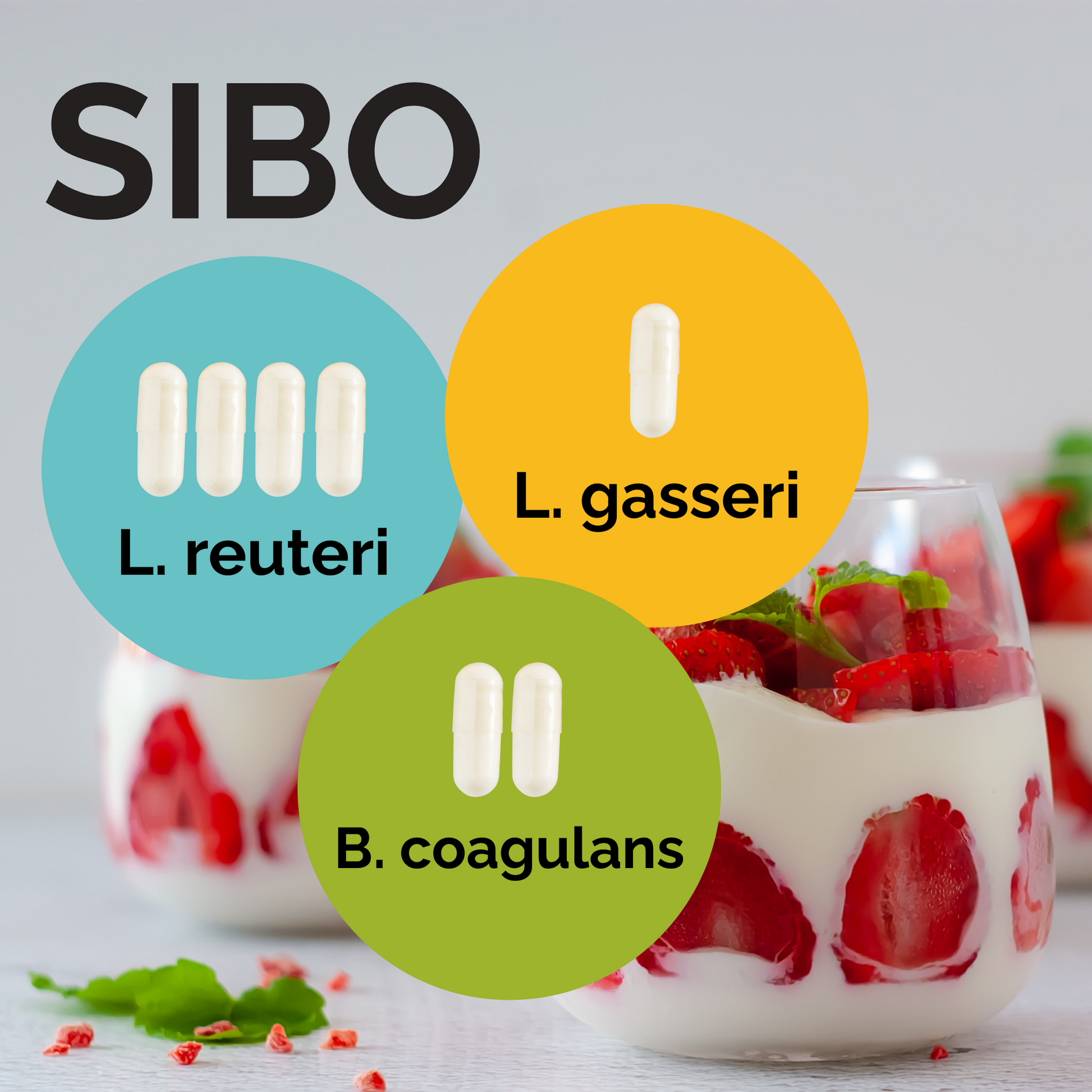 L. reuteri + L. gasseri + B. coagulans | Yogurt Starter Set | SIBO | Starter Cultures | 3-Pack