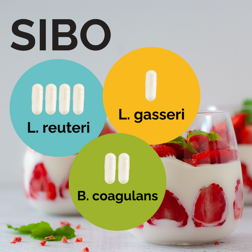 L. reuteri + L. gasseri + B. coagulans | Yogurt Starter Set | SIBO | Starter Cultures | 3-Pack
