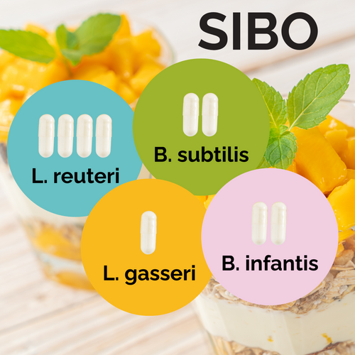 L. reuteri + L. gasseri + B. infantis + B. subtilis | Yogurt Starter Set | SIBO | Starter Cultures | 3-Pack