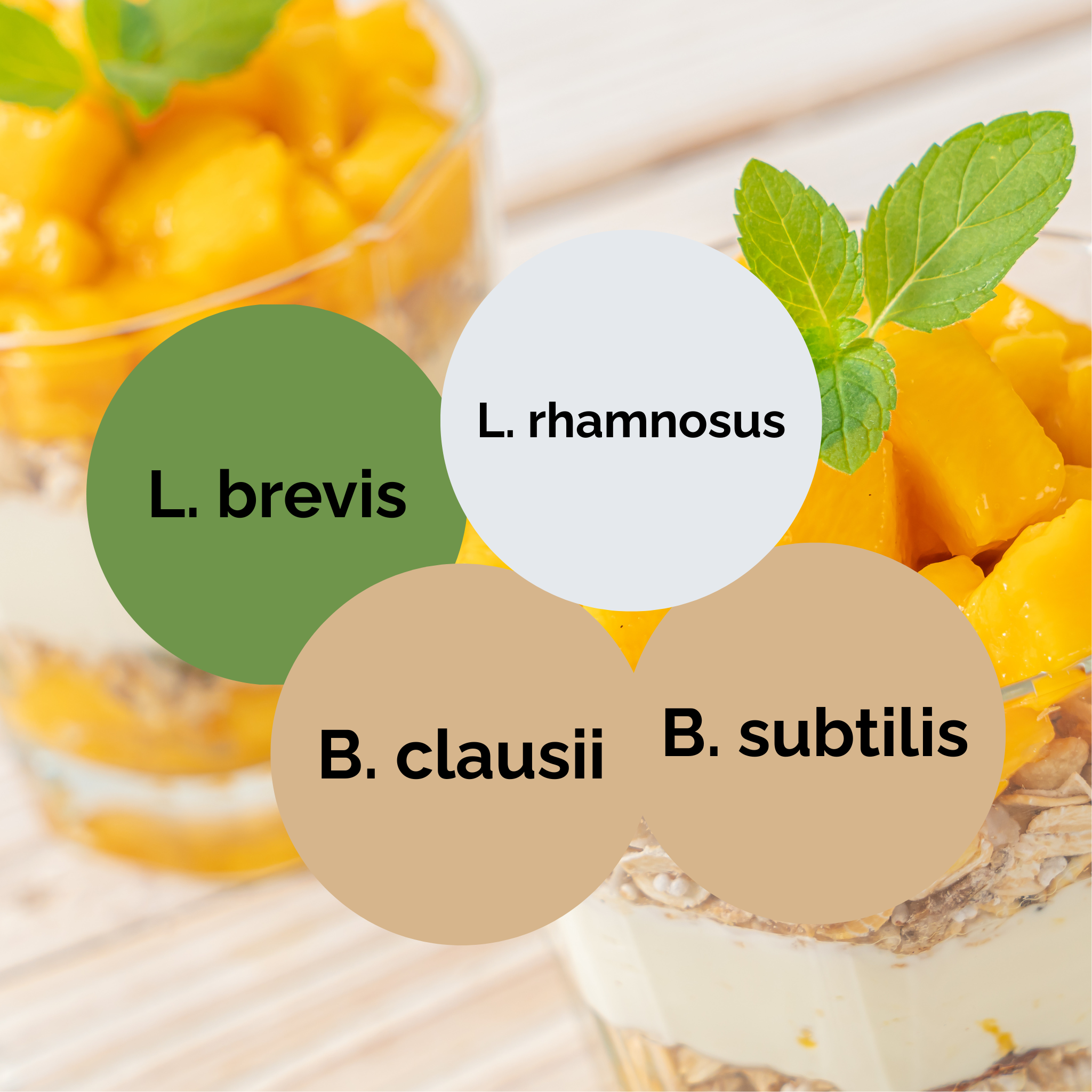 L. brevis + L. rhamnosus + B. subtilis + B. clausii | Yogurt Starter Set | Starter Cultures | 3-Pack