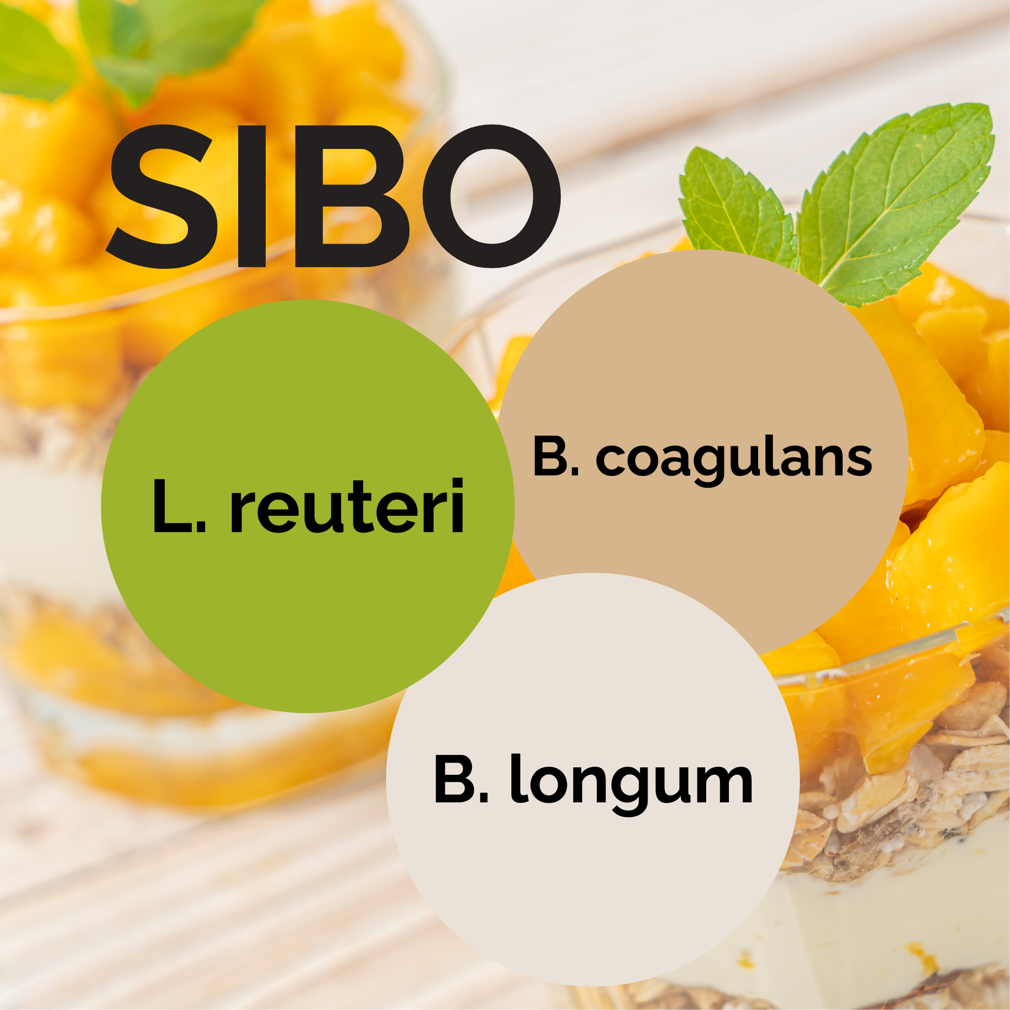 L. reuteri + B. coagulans + B. longum | Yogurt Starter Set | SIBO | Starter Cultures | 3-Pack