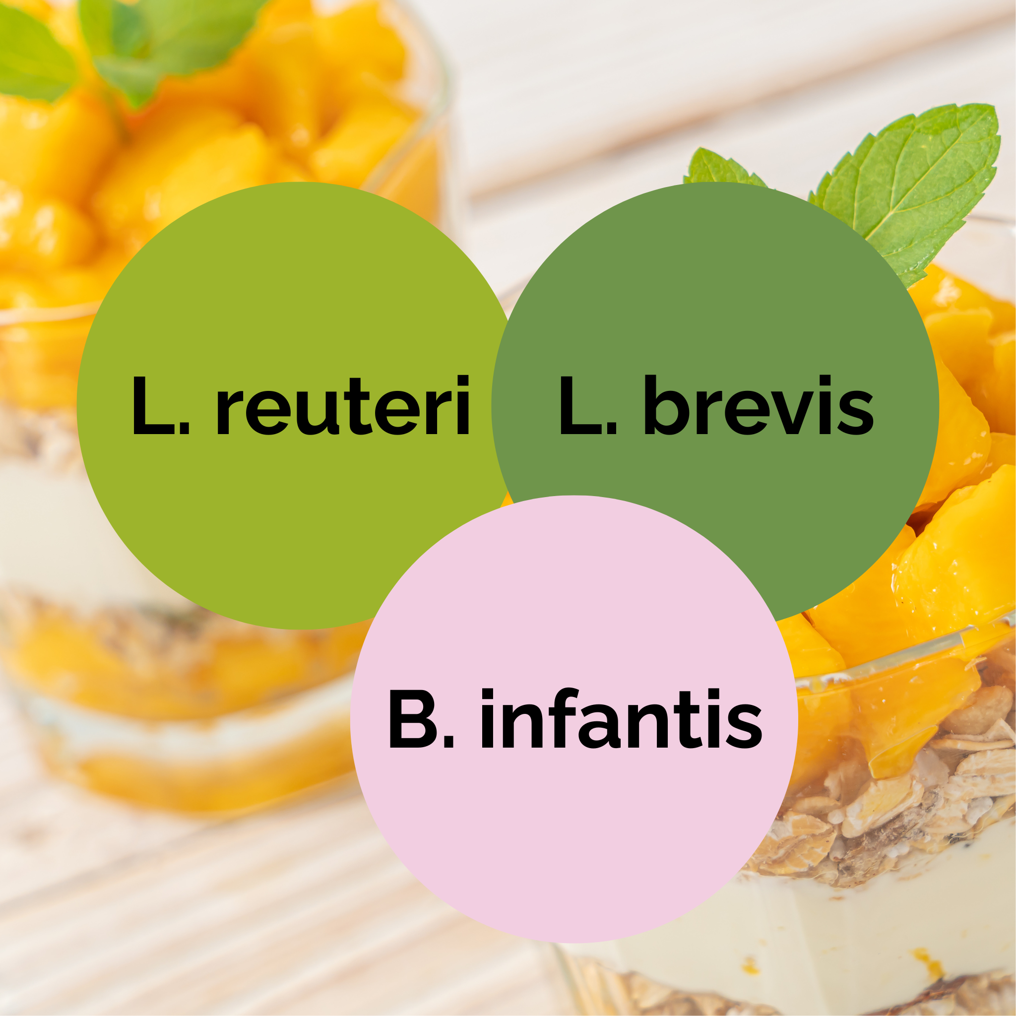 L. reuteri + L. brevis + B. infantis | Yogurt Starter Set | Starter Cultures | 3-Pack