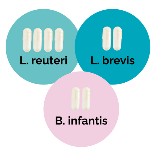 L. reuteri + L. brevis + B. infantis | Yogurt Starter Set | Starter Cultures | 3-Pack