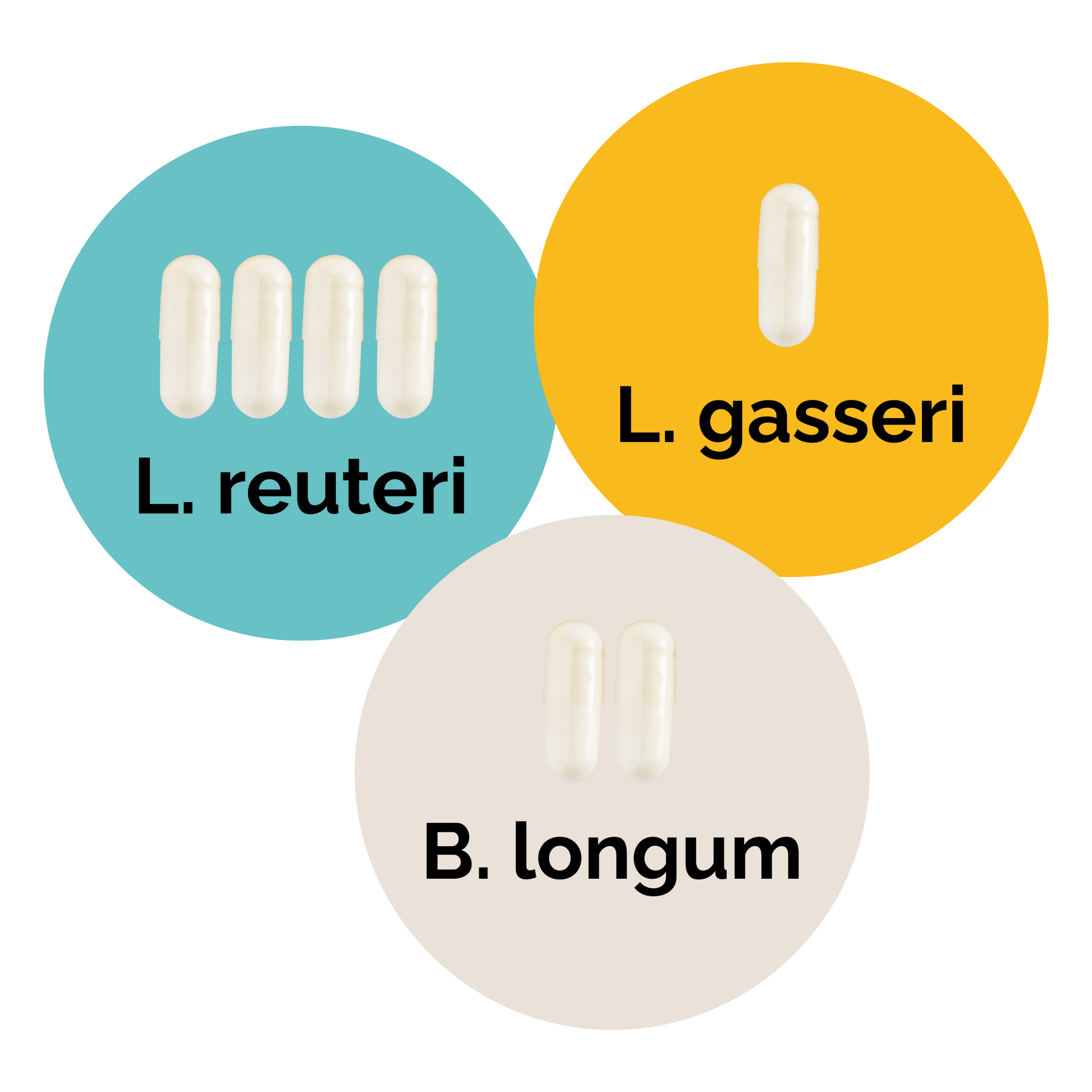 L. reuteri + L. gasseri + B. longum | Yogurt Starter Set | Starter Cultures | 3-Pack