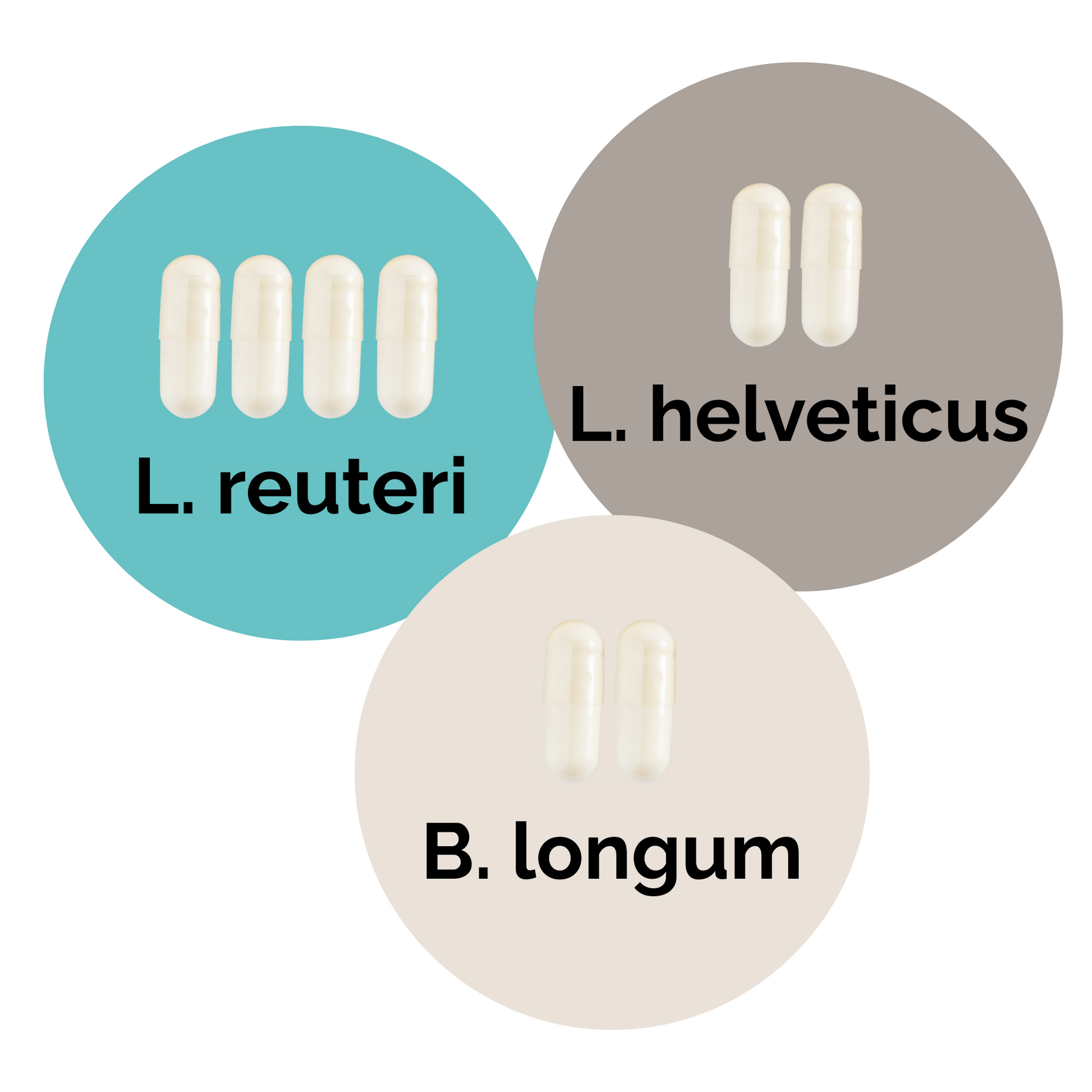 L. reuteri + L. helveticus + B. longum | Yogurt Starter Set | Starter Cultures | 3-Pack