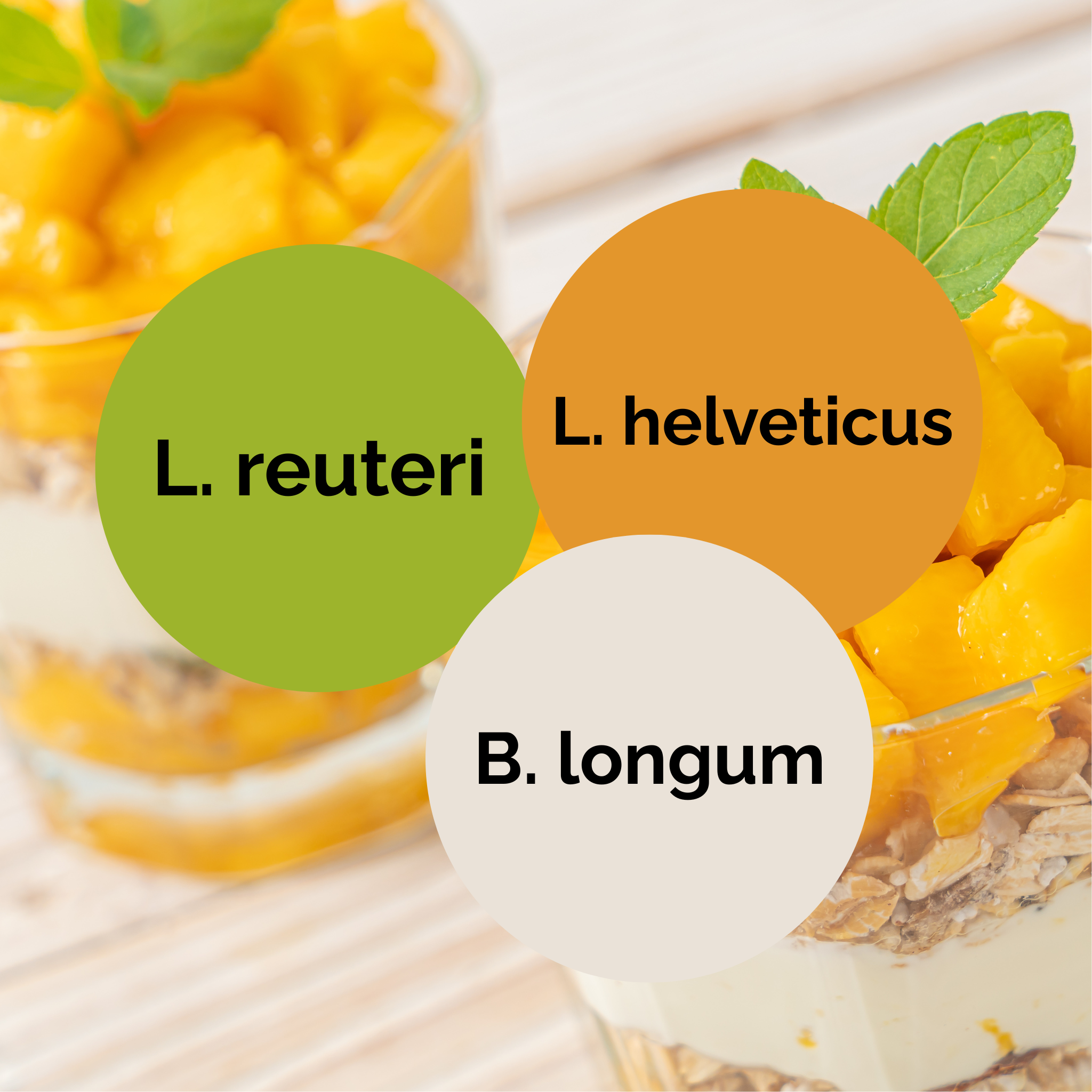 L. reuteri + L. helveticus + B. longum | Yogurt Starter Set | Starter Cultures | 3-Pack