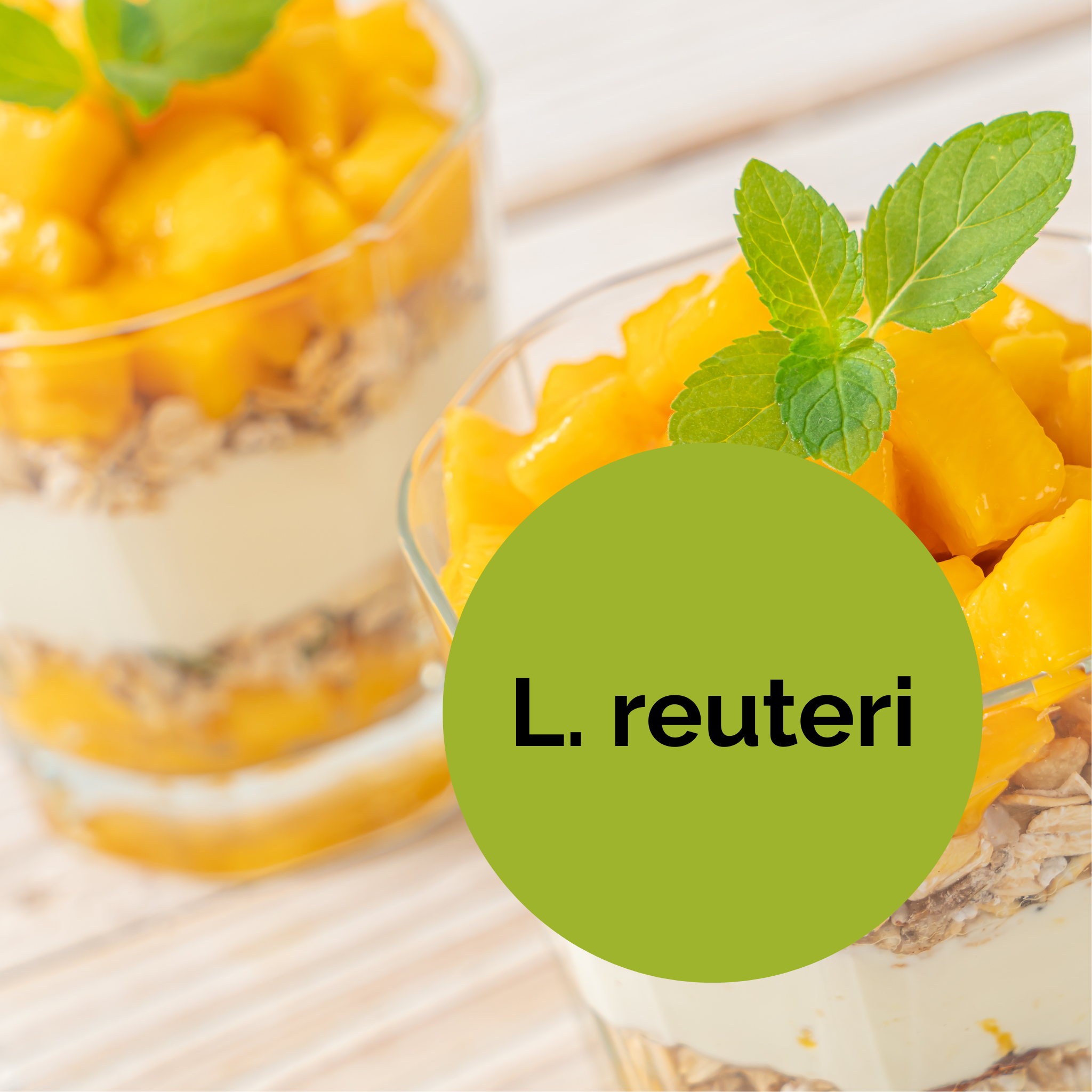 L. reuteri | Yogurt Starter Set | Starter Cultures | 3-Pack
