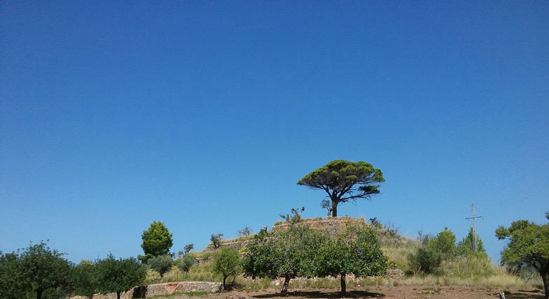 Logotip de Tramunquiero Arbre